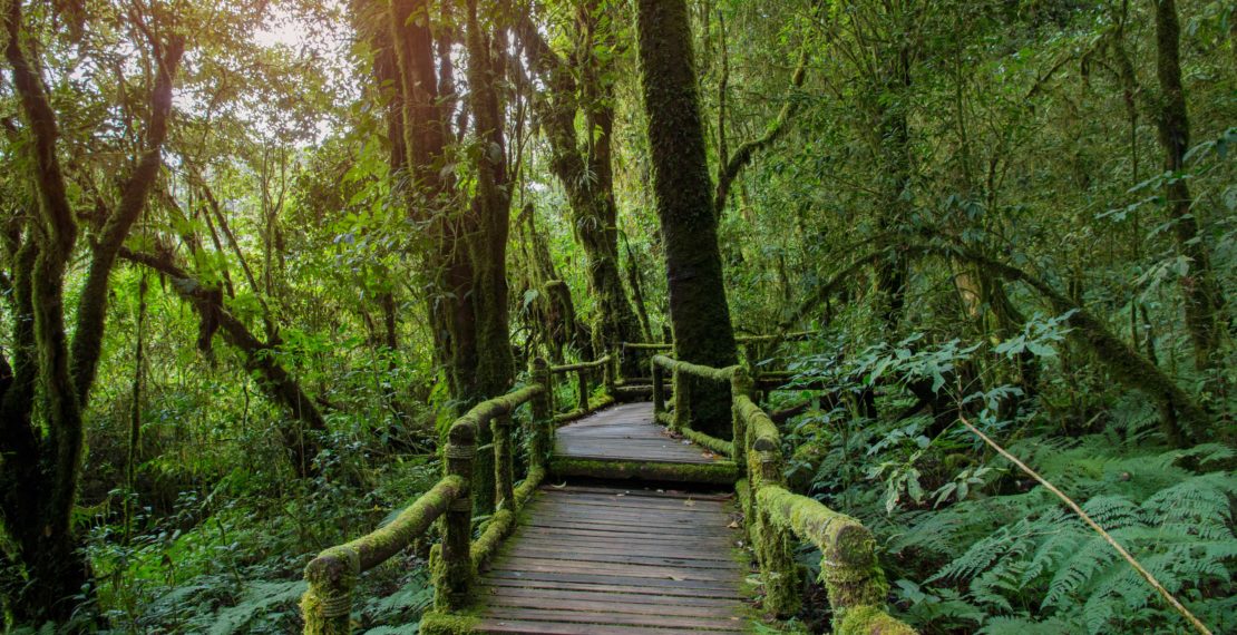 Wooden path in a forest
