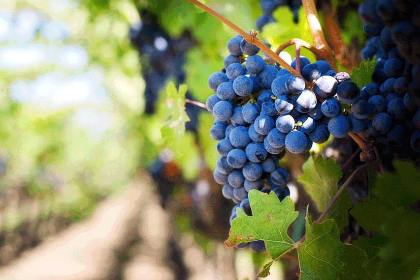 Red grapes on a vine